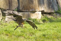 Fotoworkshop mit Manfred Delpho, Urwald und Tierpark Sababurg