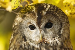 Fotoworkshop mit Manfred Delpho, Urwald und Tierpark Sababurg