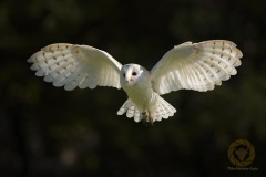 Fotoworkshop mit Manfred Delpho, Urwald und Tierpark Sababurg