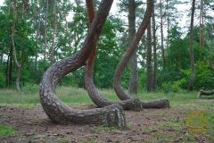 Krummer Wald, Krzywy Las, Gryfino, Polen