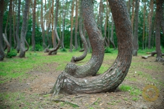 Krummer Wald, Krzywy Las, Gryfino, Polen