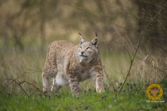 Luchs im Wildpark Schorfheide