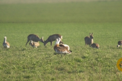 Großtrappe im Havelländer Luch