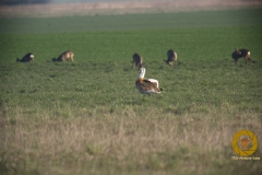 Großtrappe im Havelländer Luch