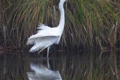 Silberreiher