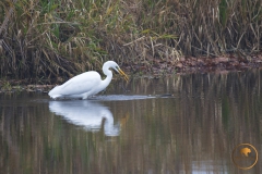Silberreiher mit Beute