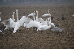 Come together der Wintergäste: Singschwäne und Tundrasaatgänse