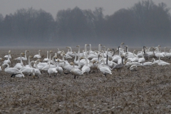 Wintergäste: Singschwäne auf einem abgeernteten Maisacker in Brandenburg