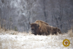 Wisentbulle im Wildpark Schorfheide