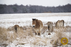 Przewalskipferde im Wildpark Schorfheide