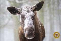 Winter im Wisentgehege Springe