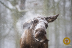 Winter im Wisentgehege Springe