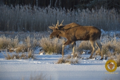 Elch im Wildpark Schorfheide