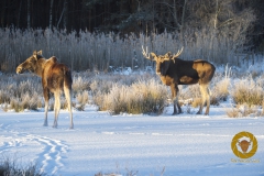 Elche im Wildpark Schorfheide