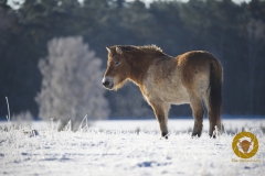Przewalskipferd im Wildpark Schorfheide