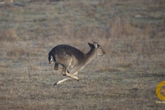 weibliches Damwild (Alttier im Jägerlatein) im Wildpark Schorfheide