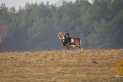 Muffelwidder im Wildpark Schorfheide
