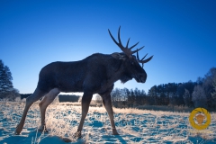 Elch im Wildpark Schorfheide