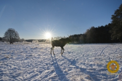 Elch im Wildpark Schorfheide