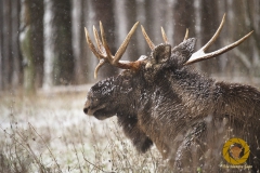 Elchbulle im Wildpark Schorfheide