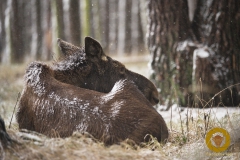 Elchku im Wildpark Schorfheide