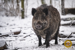 Wildschwein im Wildpark Schorfheide