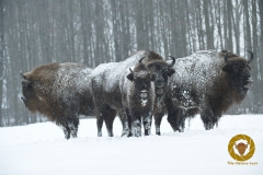 Winter im Wisentgehege Springe