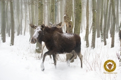 Winter im Wisentgehege Springe