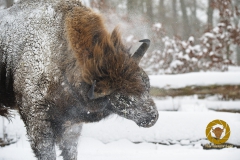 Winter im Wisentgehege Springe