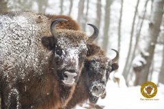 Winter im Wisentgehege Springe