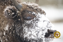 Winter im Wisentgehege Springe