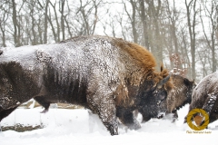Winter im Wisentgehege Springe