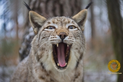 L>uchs im Wildpark Schorfheide