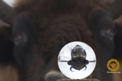 ´Spielerei mit Wisent und Glaskugel