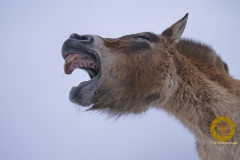 Przewalskipferd im Wildpark Schorfheide