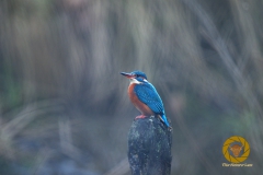 Eisvogel im WIsentgehege Springe
