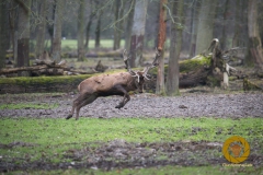Rothirsch im WIsentgehege Springe