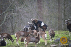 Muffelwild im WIsentgehege Springe