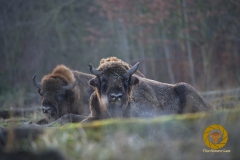 Wisentbulle im WIsentgehege Springe