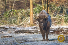 Wisentbulle im WIsentgehege Springe