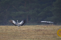 Gäste im Wildpark Schorfheide: Kraniche
