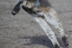 Ninja-Zicklein im Wildpark Schorfheide