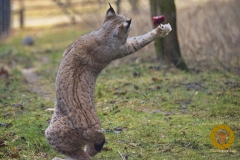 Luchskatze im Wildpark Schorfheide