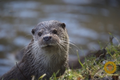 Fischotter im Wildpark Schorfheide