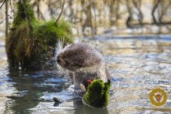 Fischotter im Wildpark Schorfheide