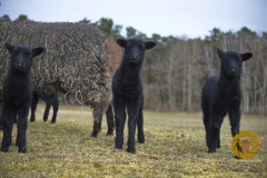 Lämmer des rauhwolligen Pommerschen Landschafs  im Wildpark Schorfheide
