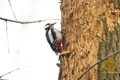 Die sterbenden Eschen mit ihren vielen Insekten sind ein Eldorado für die Spechte, hier Buntspecht Männchen