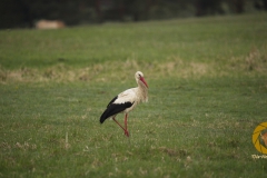 Weißstorch im Wildpark Schorfheide (frei lebend)