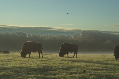 Wisentliche Morgenstimmung im Wildpark Schorfheide