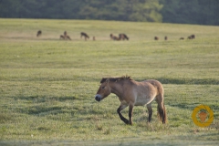 Przewalskipferd im Wildpark Schorfheide
